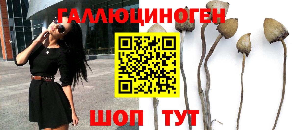 где купить наркоту  Вход с VPN  Псилоцибиновые грибы прущие грибы  Старая Купавна  Псилоцибиновые грибы Psilocybe 